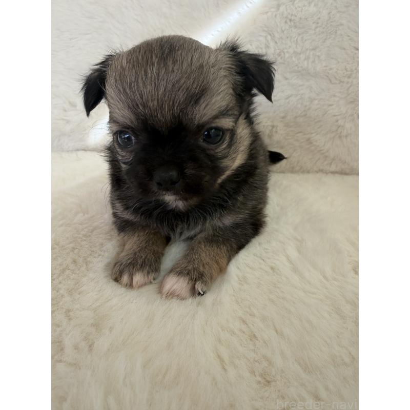 販売中の群馬県のチワワ(ロングコート)-447220の2枚目