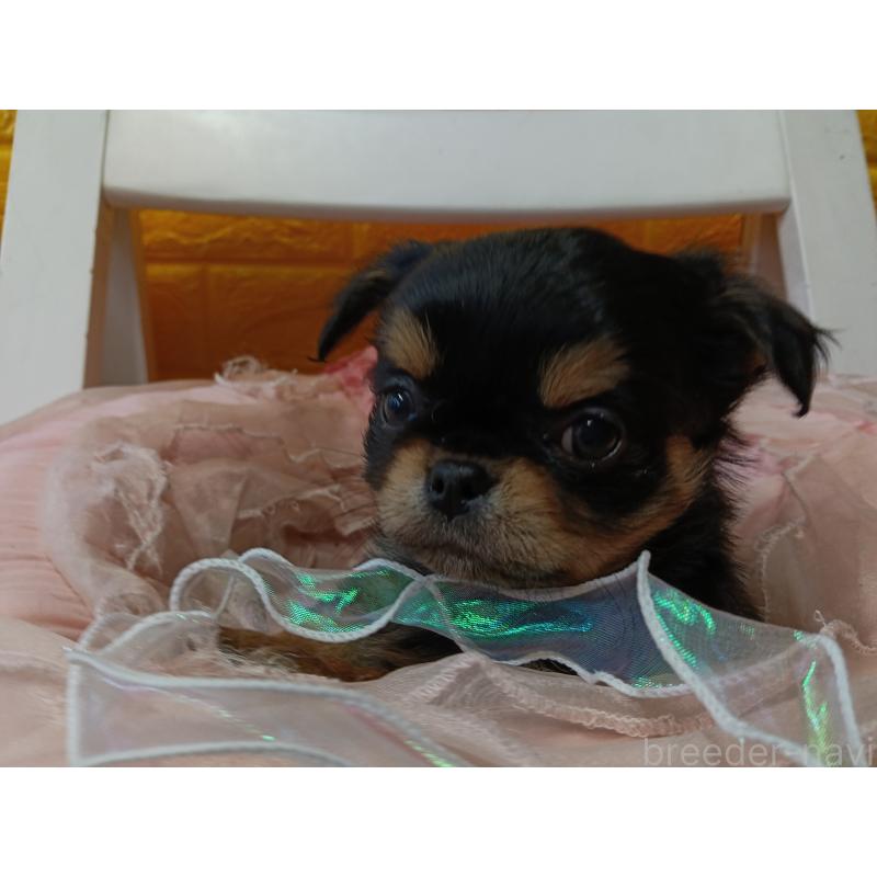 販売中の千葉県のチワワ(ロングコート)-439311の19枚目