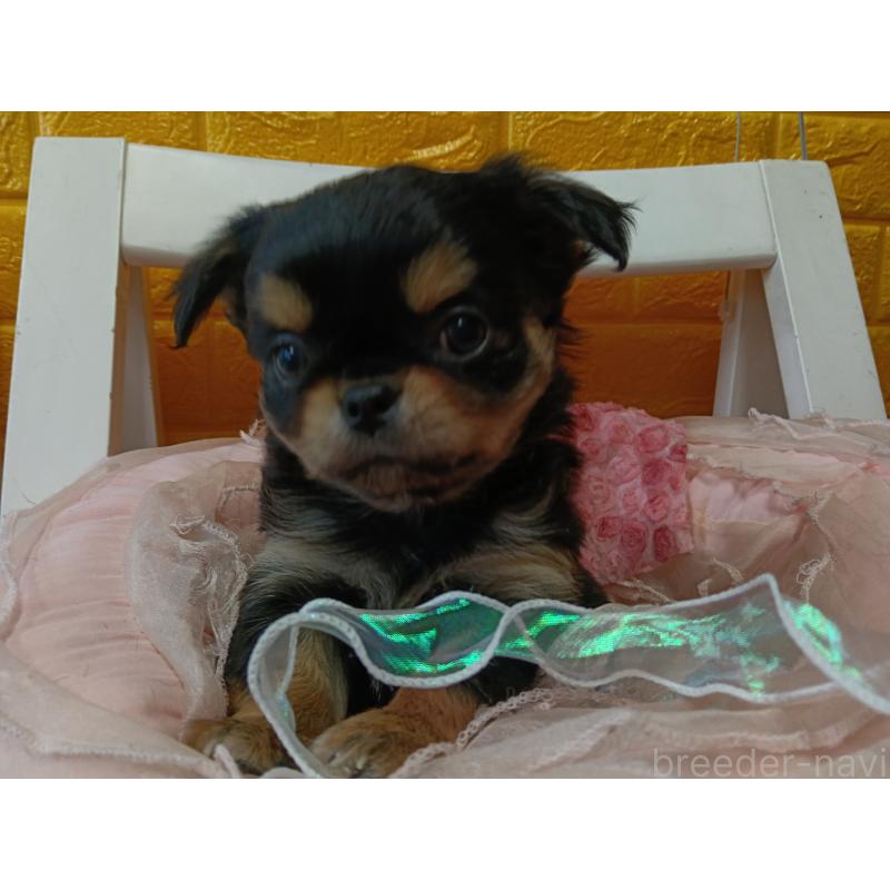 販売中の千葉県のチワワ(ロングコート)-439311の18枚目