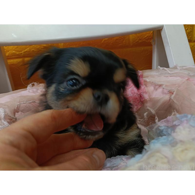 販売中の千葉県のチワワ(ロングコート)-439311の17枚目