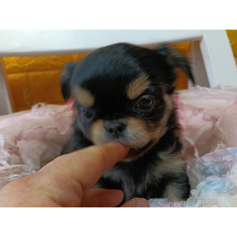 販売中の千葉県のチワワ(ロングコート)-439311の16枚目