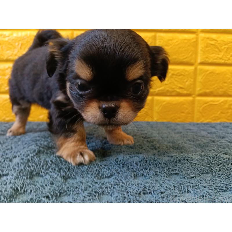 販売中の千葉県のチワワ(ロングコート)-439311の15枚目