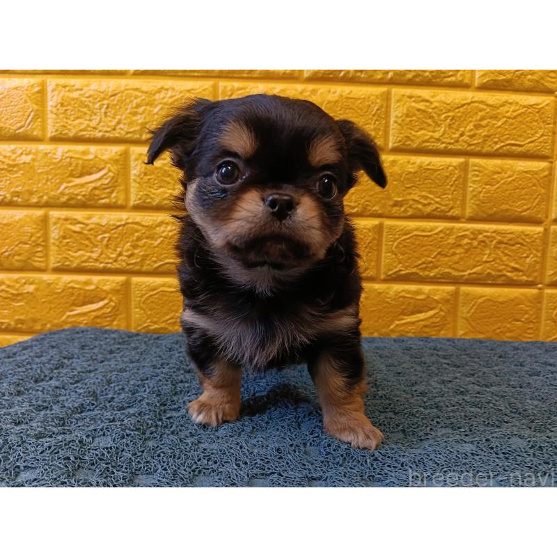 販売中の千葉県のチワワ(ロングコート)-439311の14枚目