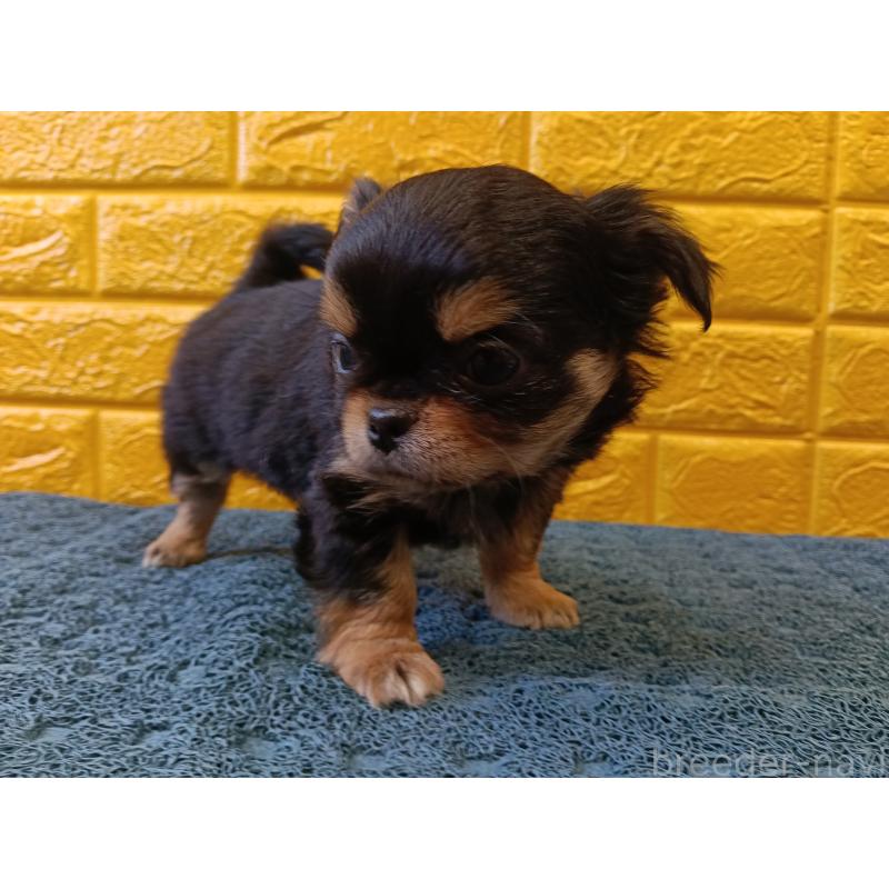 販売中の千葉県のチワワ(ロングコート)-439311の13枚目