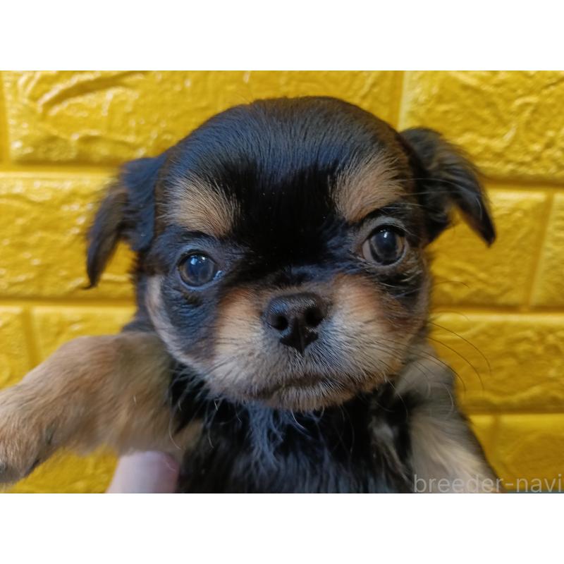 販売中の千葉県のチワワ(ロングコート)-439311の12枚目