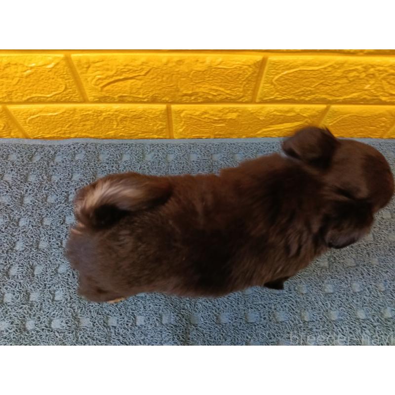 販売中の千葉県のチワワ(ロングコート)-439311の11枚目