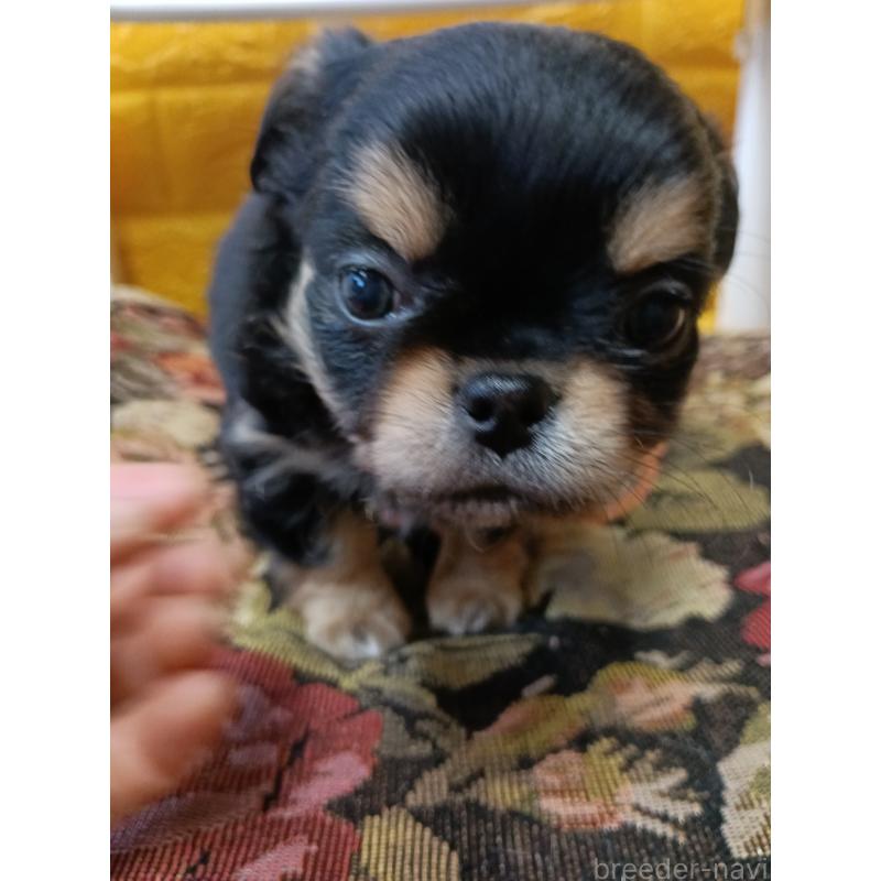 販売中の千葉県のチワワ(ロングコート)-439311の9枚目