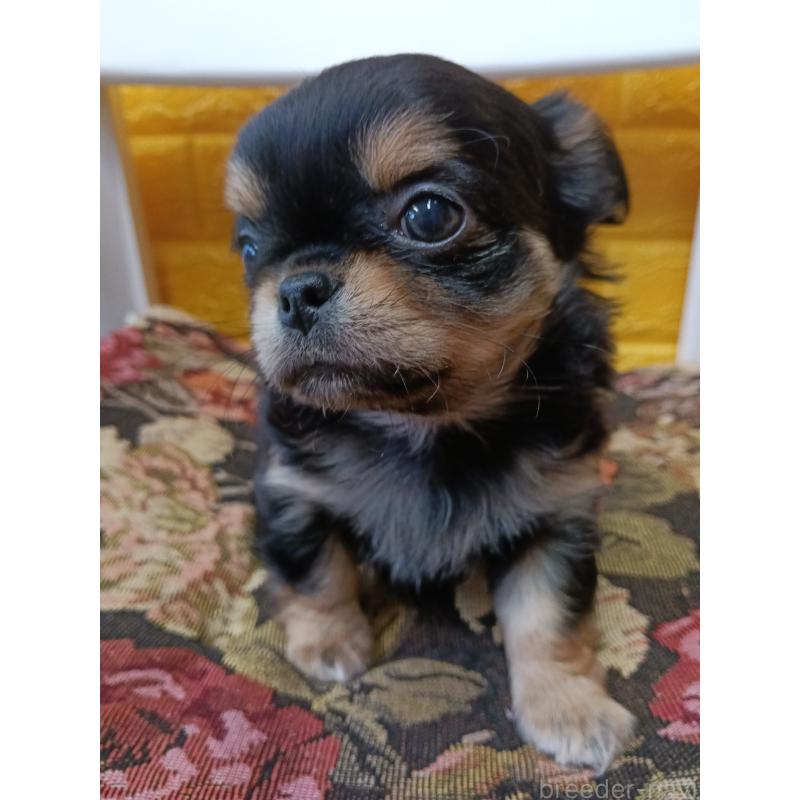 販売中の千葉県のチワワ(ロングコート)-439311の8枚目