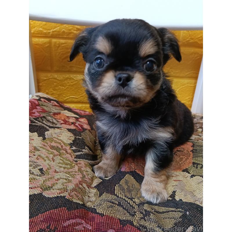 販売中の千葉県のチワワ(ロングコート)-439311の7枚目