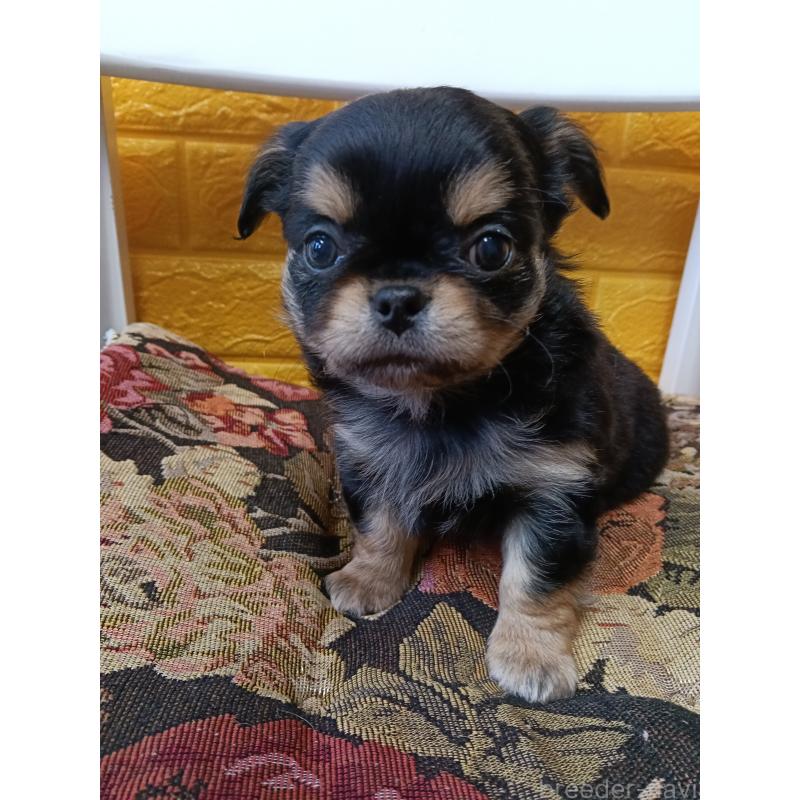 販売中の千葉県のチワワ(ロングコート)-439311の6枚目