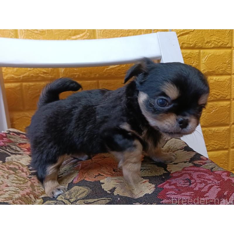 販売中の千葉県のチワワ(ロングコート)-439311の5枚目