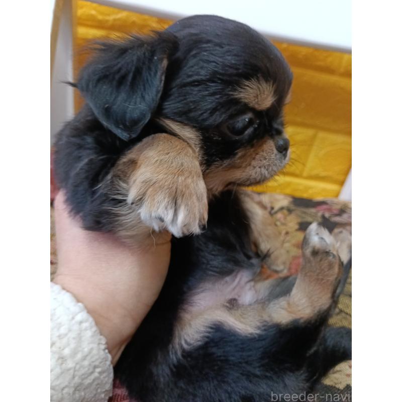 販売中の千葉県のチワワ(ロングコート)-439311の4枚目