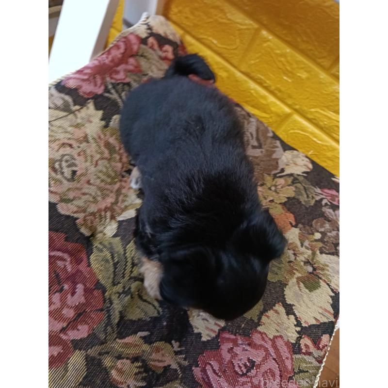 販売中の千葉県のチワワ(ロングコート)-439311の3枚目