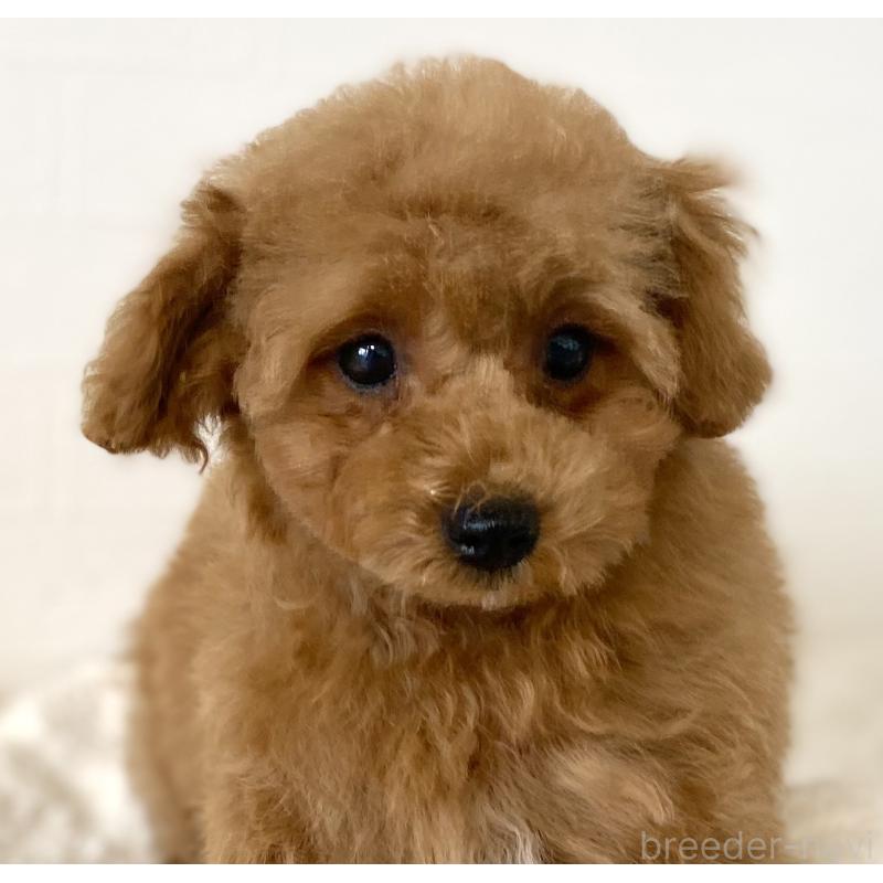 販売中の静岡県のタイニープードル-447221の4枚目