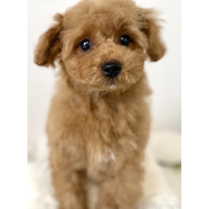 販売中の静岡県のタイニープードル-447221の3枚目