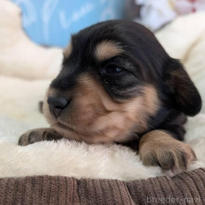 販売中の埼玉県のミニチュアダックスフンド(ロングヘアード)-447222