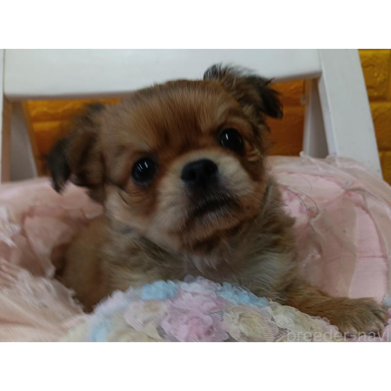 販売中の千葉県のチワワ(ロングコート)-439272の15枚目