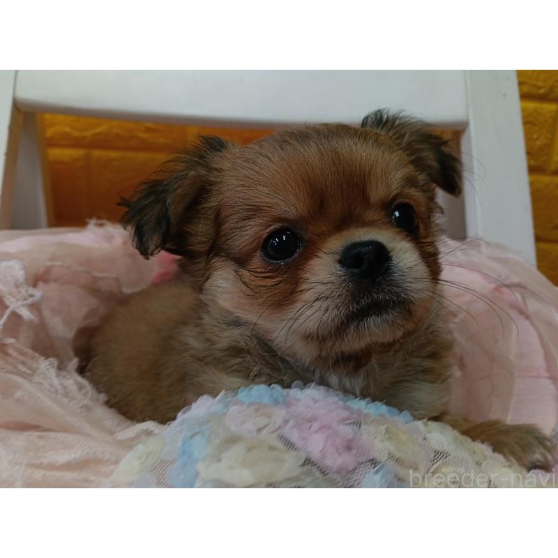 販売中の千葉県のチワワ(ロングコート)-439272の14枚目