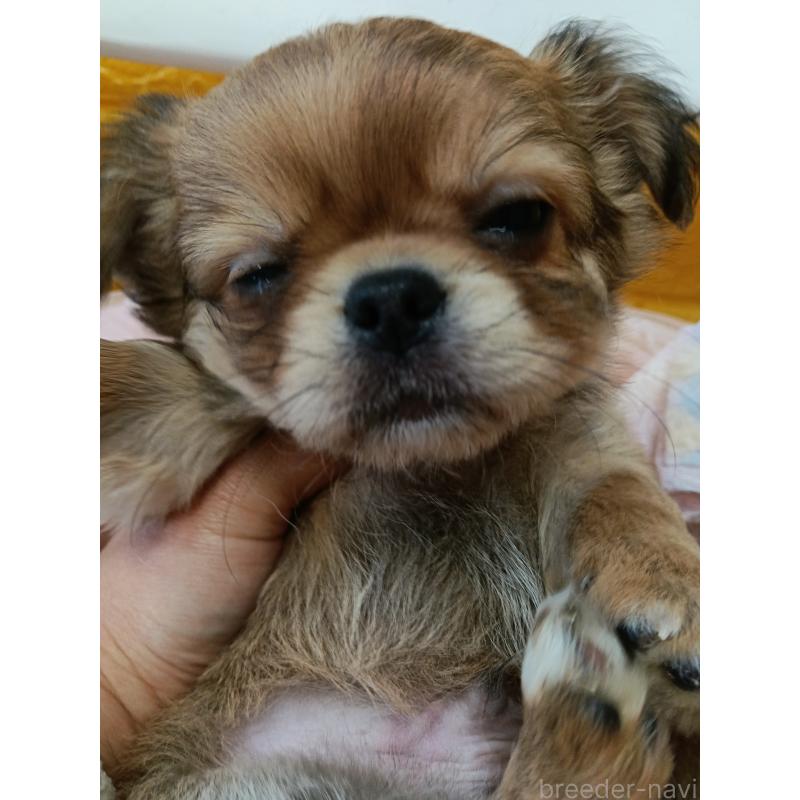 販売中の千葉県のチワワ(ロングコート)-439272の12枚目