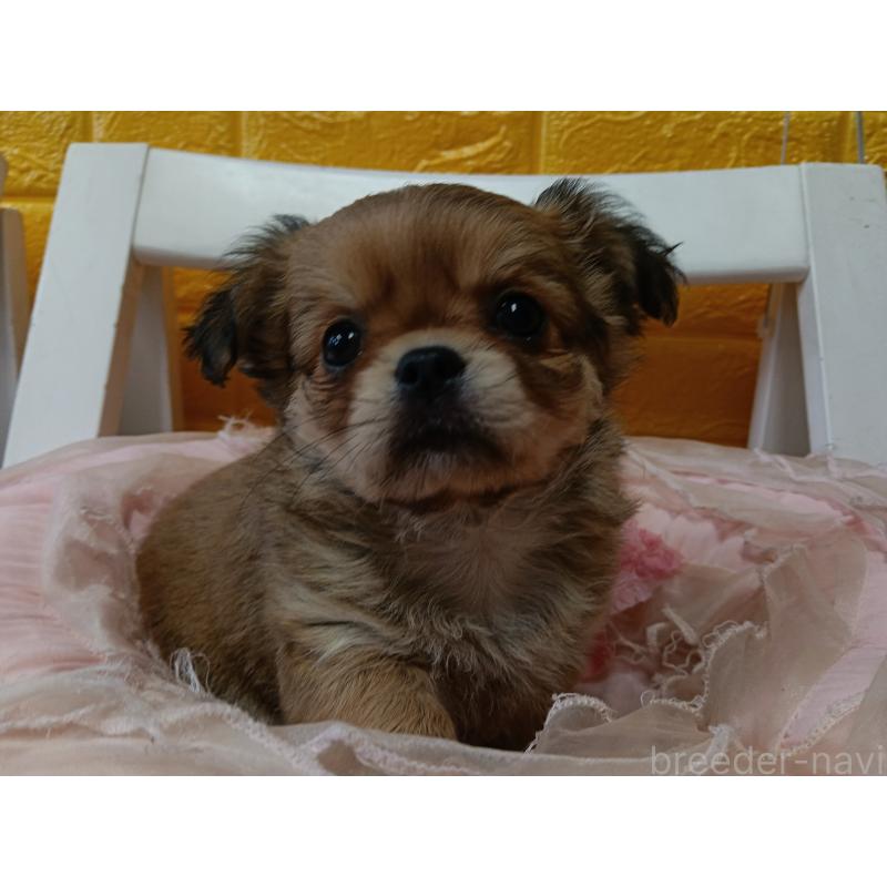 販売中の千葉県のチワワ(ロングコート)-439272の10枚目