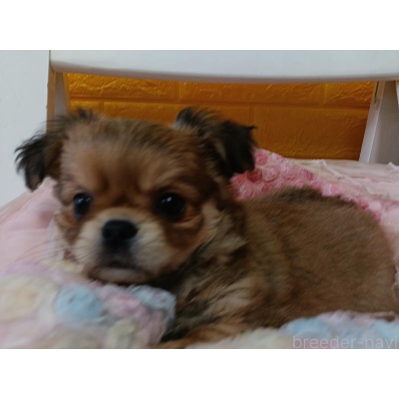 販売中の千葉県のチワワ(ロングコート)-439272の9枚目