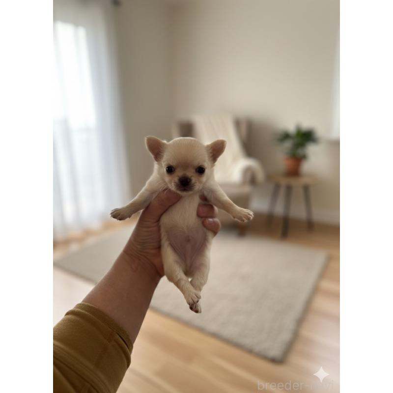 販売中の北海道のチワワ(ロングコート)-447223の3枚目