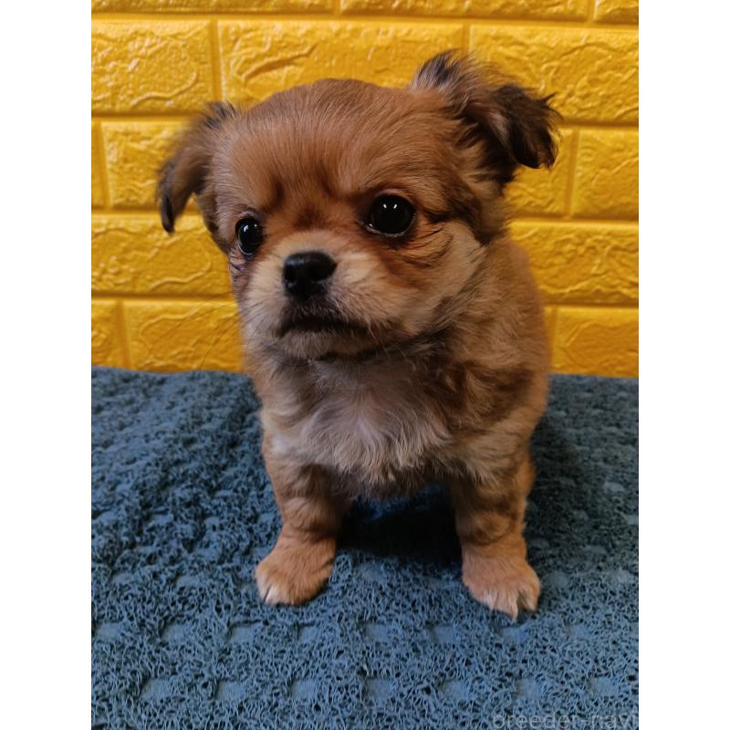 販売中の千葉県のチワワ(ロングコート)-439272の8枚目