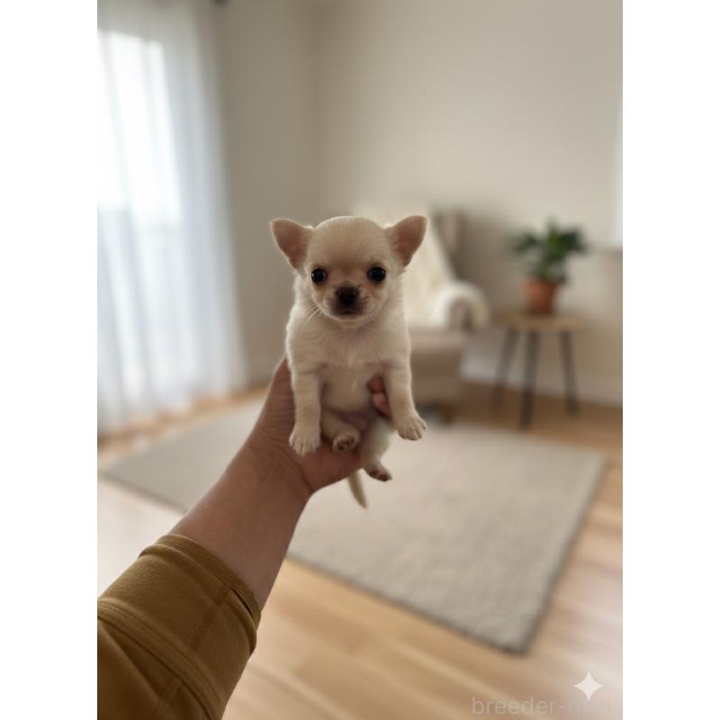 販売中の北海道のチワワ(ロングコート)-447223の2枚目