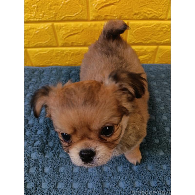 販売中の千葉県のチワワ(ロングコート)-439272の7枚目