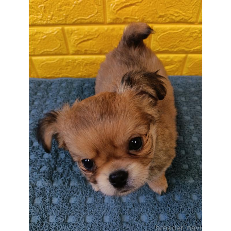 販売中の千葉県のチワワ(ロングコート)-439272の6枚目