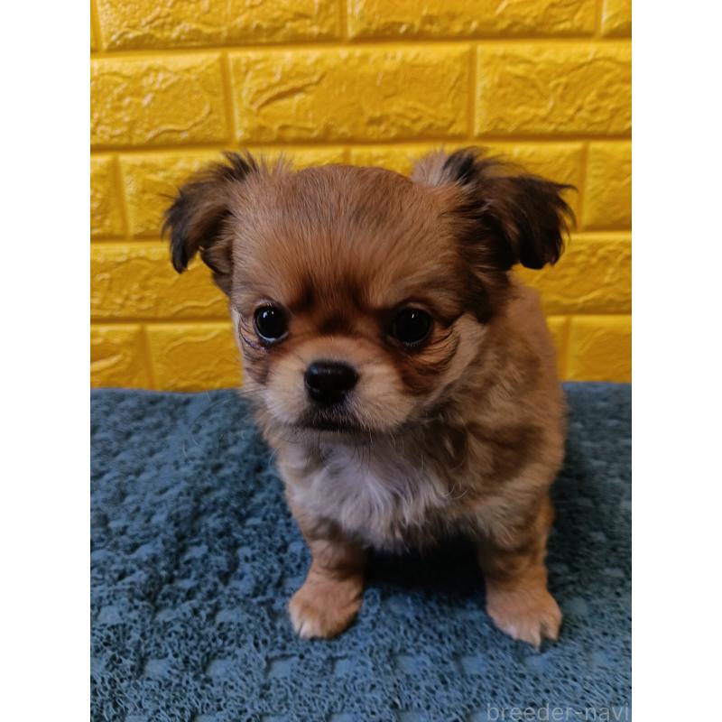 販売中の千葉県のチワワ(ロングコート)-439272の5枚目