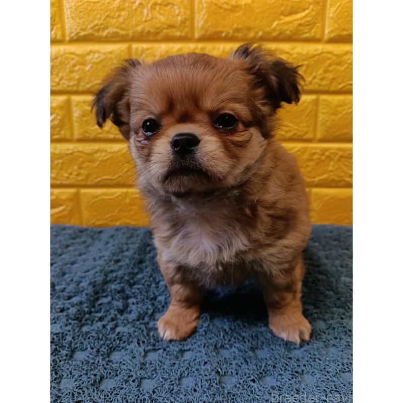 販売中の千葉県のチワワ(ロングコート)-439272の4枚目