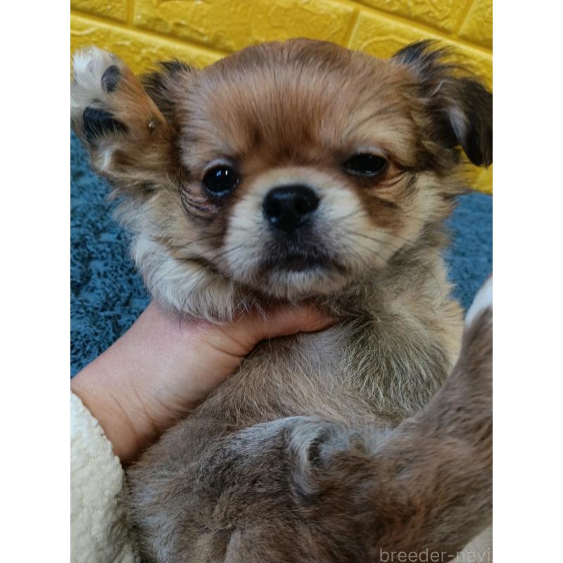 販売中の千葉県のチワワ(ロングコート)-439272の3枚目