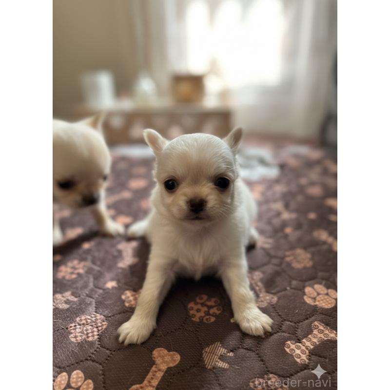 販売中の北海道のチワワ(ロングコート)-447224の3枚目