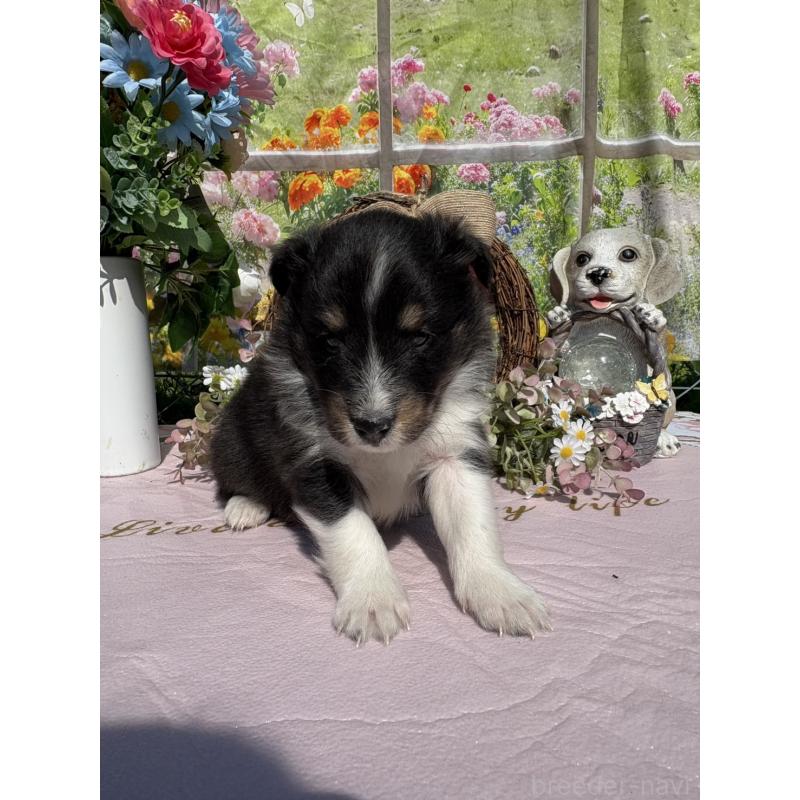 販売中の山梨県のシェットランドシープドッグ(シェルティ)-447227の3枚目