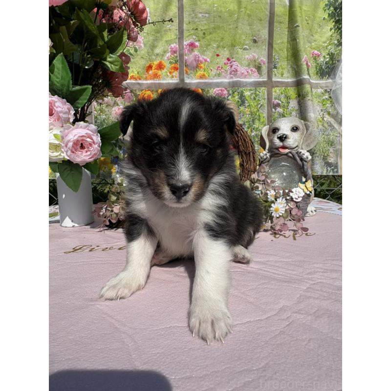 販売中の山梨県のシェットランドシープドッグ(シェルティ)-447227の2枚目