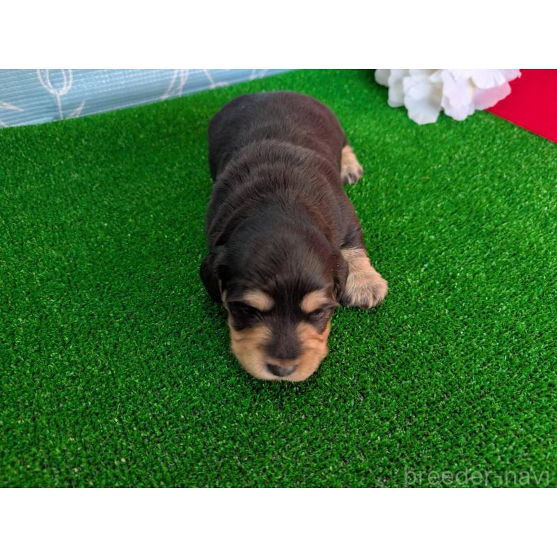 販売中の埼玉県のミニチュアダックスフンド(ロングヘアード)-447226の3枚目