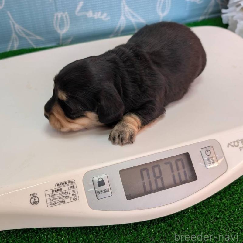 販売中の埼玉県のミニチュアダックスフンド(ロングヘアード)-447226の2枚目