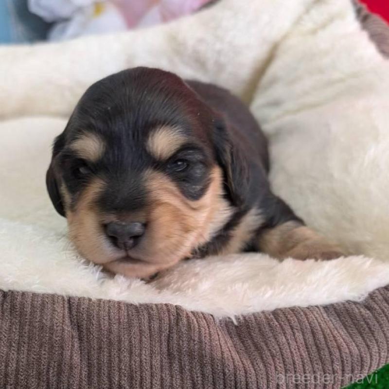 販売中の埼玉県のミニチュアダックスフンド(ロングヘアード)-447226の1枚目