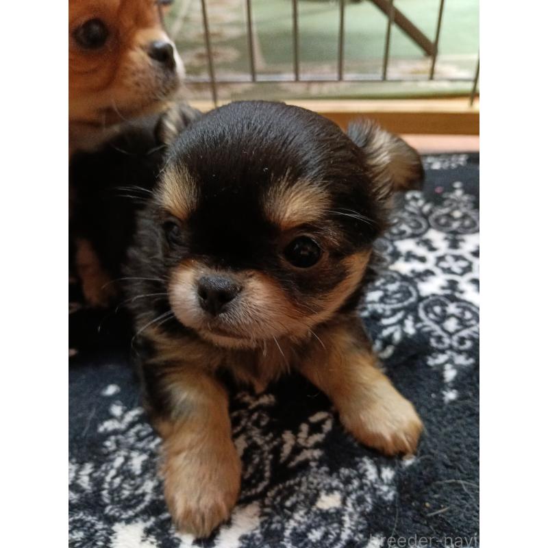 販売中の千葉県のチワワ(ロングコート)-439270の18枚目