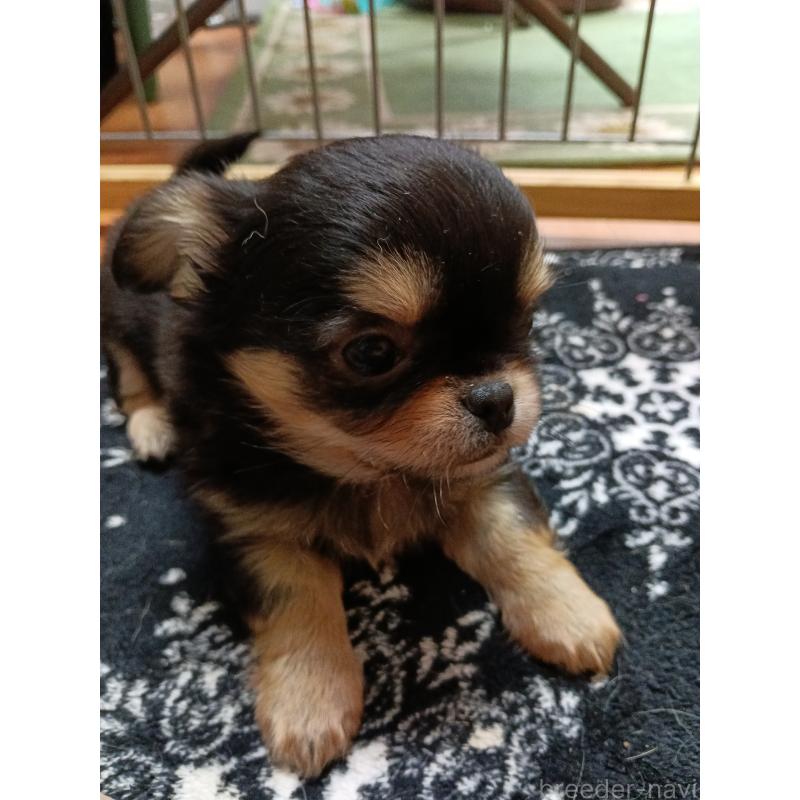 販売中の千葉県のチワワ(ロングコート)-439270の17枚目