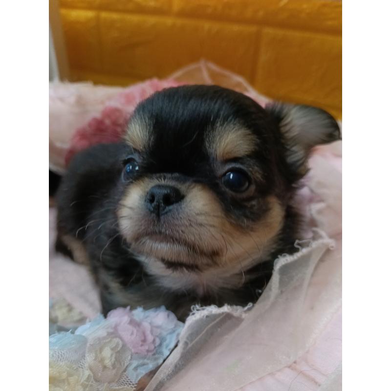 販売中の千葉県のチワワ(ロングコート)-439270の14枚目