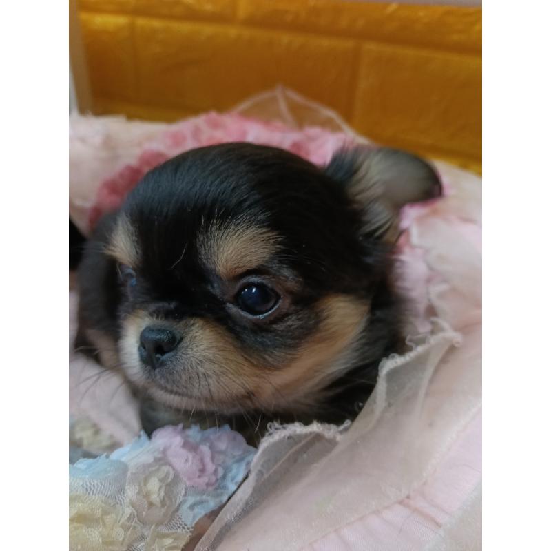 販売中の千葉県のチワワ(ロングコート)-439270の13枚目