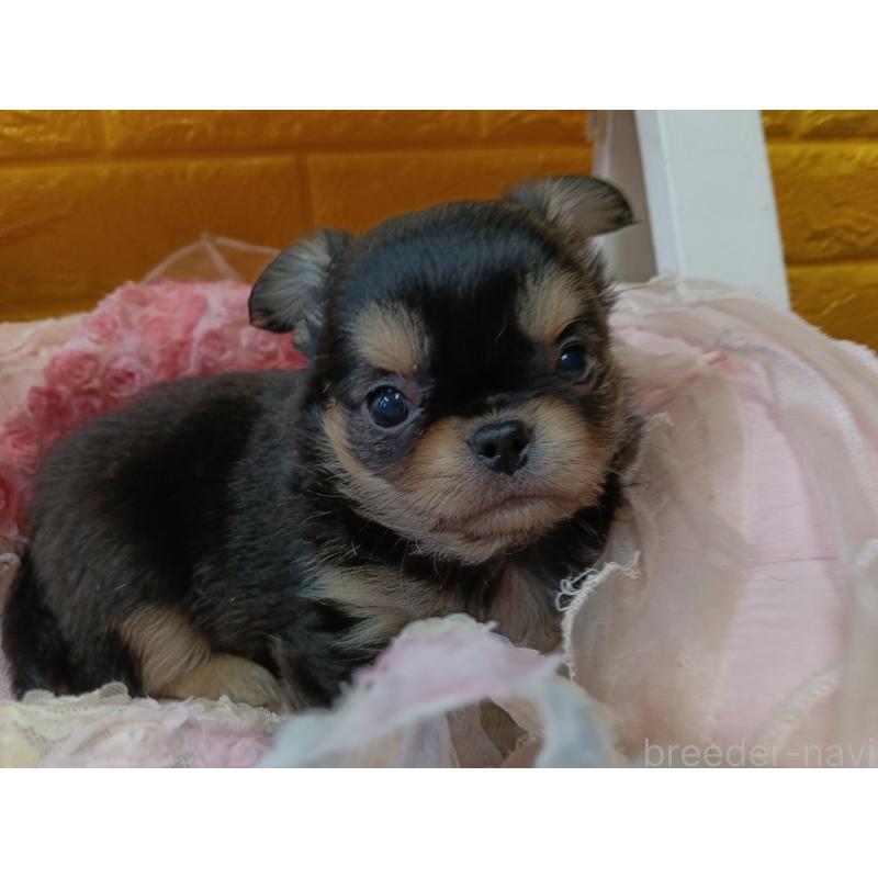 販売中の千葉県のチワワ(ロングコート)-439270の12枚目