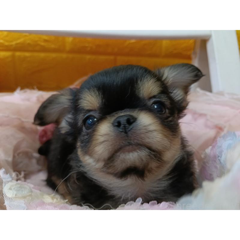 販売中の千葉県のチワワ(ロングコート)-439270の11枚目