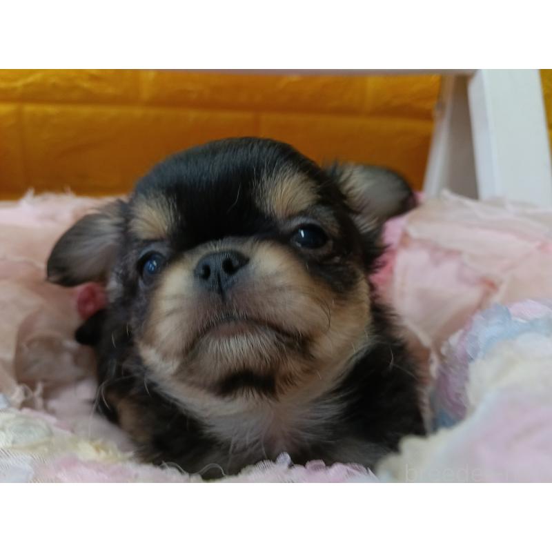 販売中の千葉県のチワワ(ロングコート)-439270の10枚目