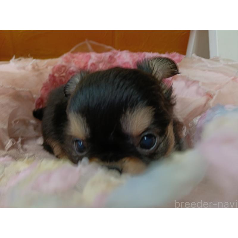 販売中の千葉県のチワワ(ロングコート)-439270の9枚目