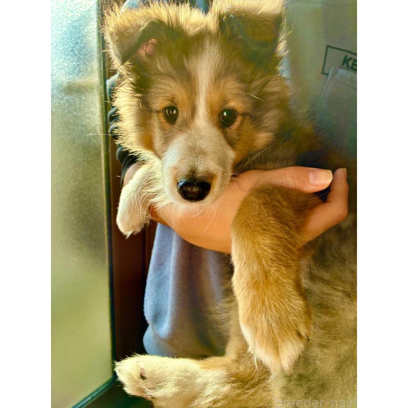 販売中の静岡県のシェットランドシープドッグ(シェルティ)-447225の5枚目