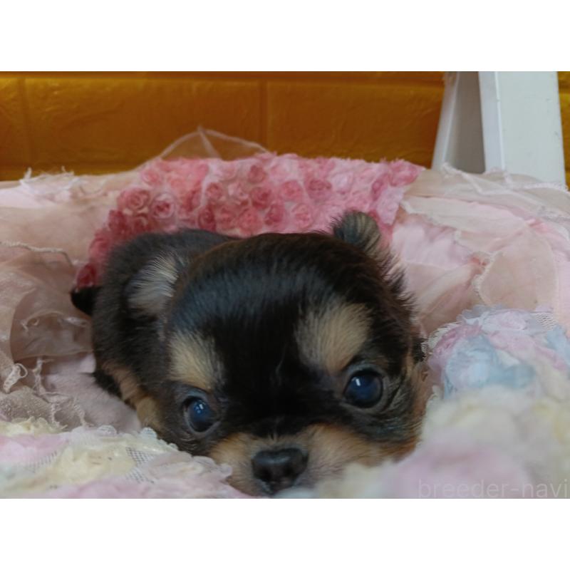 販売中の千葉県のチワワ(ロングコート)-439270の8枚目