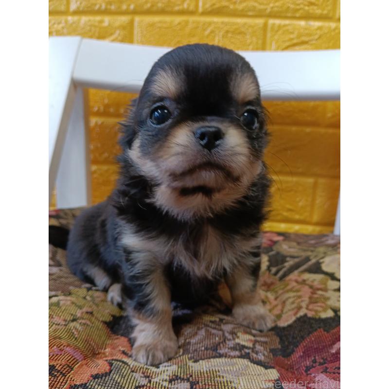 販売中の千葉県のチワワ(ロングコート)-439270の6枚目